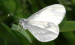 Wood White | Butterfly species